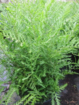 Dryopteris filix-mas Linearis Polydactylon - Schellenbaumfarn - Wurmfarn -