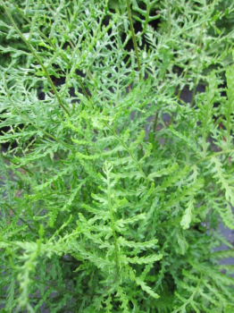 Preview: Dryopteris filix-mas Linearis Polydactylon - Schellenbaumfarn - Wurmfarn -