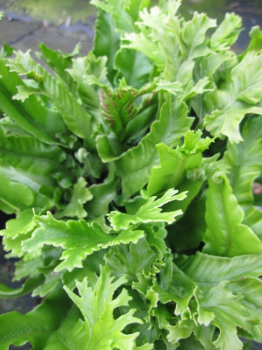 Asplenium scolopendrium Cristatum - Hahnenkammfarn - Hirschzungenfarn -