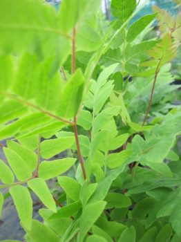 Osmunda regalis Purpurascens - Purpur-Königsfarn -