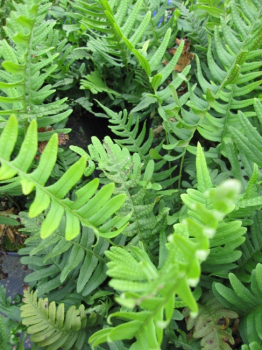 Polystichum setiferum bot. Art - Grannen - Schildfarn -