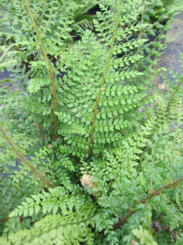 Polystichum setiferum Herrenhausen - Herrenhäuser Filigranfarn -
