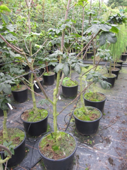 Aesculus carnea Briotii Stamm - Rotblühende Roßkastanie -  auf einem 150 cm Hochstamm veredelt -