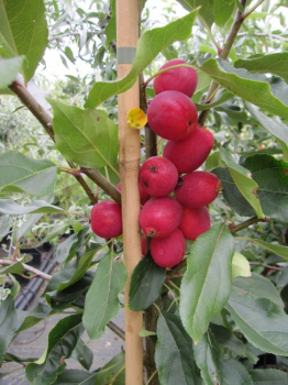 Preview: Malus Dolgo - Zierapfel - 120