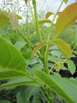 Juglans regia Franquette - Gemeine Walnuß -