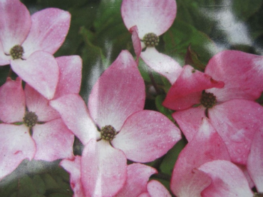 Chinesischer Blumenhartriegel Pève` Satomi Compact