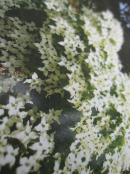 Japanischer Blumenhartriegel Nicole