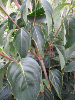 Japanischer Blumenhartriegel - Cornus kousa Blue Shadow