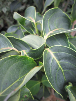Preview: Cornus kousa Blue Shadow - japanischer Blumenhartriege