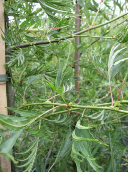 alnus gutinosa imperialis - Farnerle, Bambuserle, Kaisererle