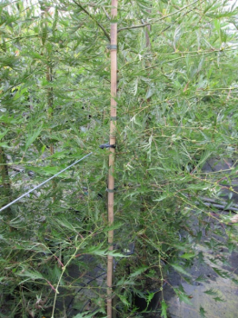 Preview: Kaisererle, Farnerle, Bambuserle  -  Alnus gutinosa imperialis
