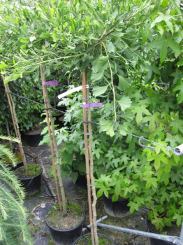 Ginkgo biloba Weeping Wonder - Fächerblattbaum Weeping Wonder - auf einem 150 cm Hochstamm veredelt -