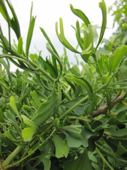Preview: Ginkgo biloba Weeping Wonder - Fächerblattbaum Weeping Wonder - auf einem 150 cm Hochstamm veredelt -