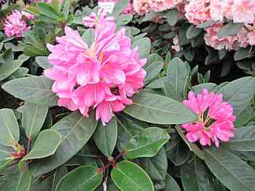Preview: Rhododendron hybr. Split Up
