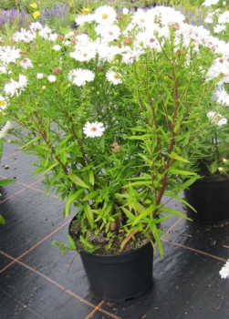 Aster novi belgii White Opal - Kissen-Aster -