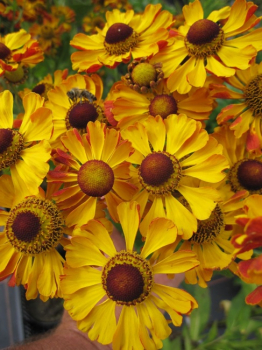 Helenium hybr. Waltraud - Sonnenbraut -