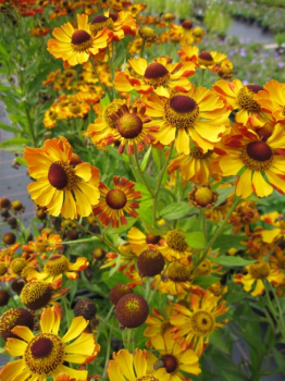 Preview: Helenium hybr. Waltraud - Sonnenbraut -