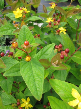 Hypericum inodorum Arcadia PBR - Johanniskraut Arcadia - PBR - 40-60 cm