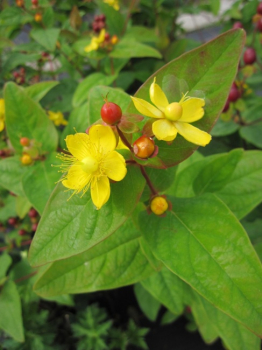 Preview: Hypericum inodorum Arcadia PBR - Johanniskraut Arcadia - PBR - 40-60 cm