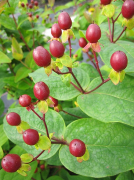 Preview: Hypericum inodorum Arcadia PBR - Johanniskraut Arcadia - PBR - 40-60 cm