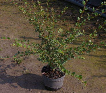 Cotoneaster dielsianus - Diels Zwergmispel