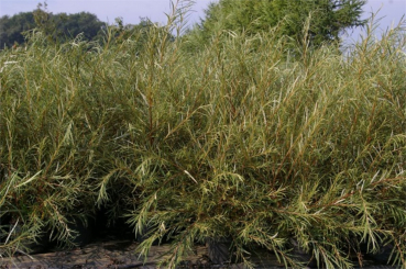 Salix rosmarinifolia - Rosmarinweide - Lavendelweide - 60-100cm