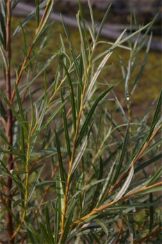 Salix rosmarinifolia - Rosmarinweide - Lavendelweide - 60-100cm