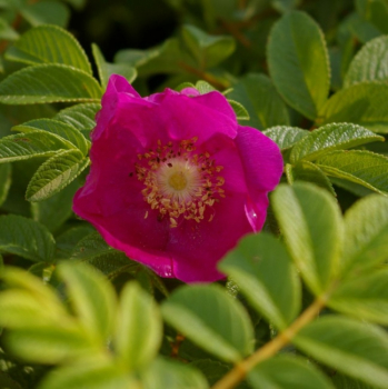 Wildrose Rosa rugosa - Kartoffelrose - Apfelrose - Japanrose