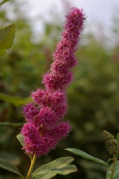 Spiraea billardii Triumphans - Kolbenspiere - 60-100
