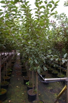 Malus Red Sentinel Stamm  - Zierapfel -120