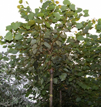 Tilia cordata Green Globe - Kugel-Winterlinde Green Globe - veredelt auf einem 180 cm Hochstamm -