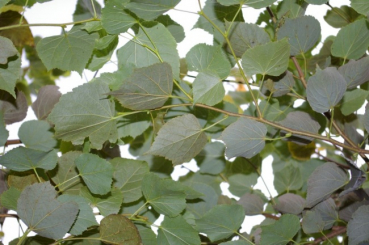 Tilia cordata Green Globe - Kugel-Winterlinde Green Globe - veredelt auf einem 180 cm Hochstamm -