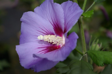 Hibiskus Marina