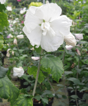 Preview: Hibiskus Diana Garteneibisch