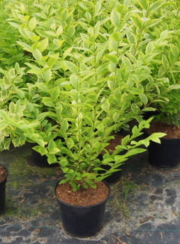 Goldliguster Aureum