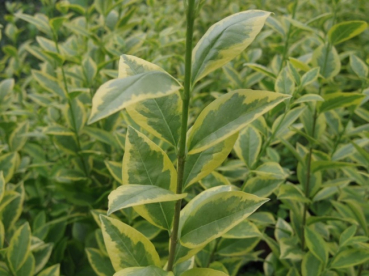 Preview: Goldliguster Aureum