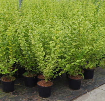 Preview: Goldliguster Aureum