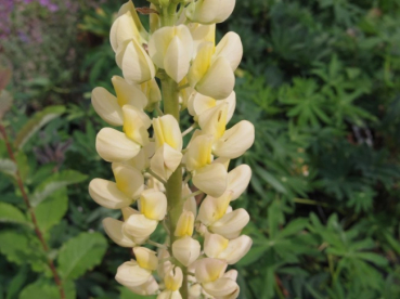 Lupinus Noble Maiden - Gartenlupine -