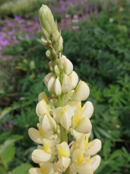 Preview: Lupinus Noble Maiden - Gartenlupine -