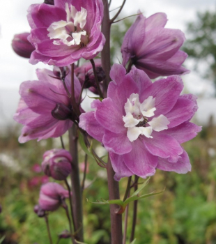 Delphinium culturum M.F. Lilac Pink - Garten-Rittersporn -
