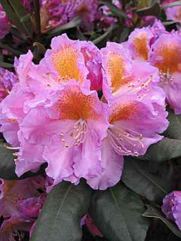Großblumige Alpenrose Tanaga