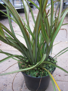 Phormium tenax Tom Thumb - Neuseeland-Flachs