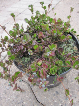Lonicera crassifolia Little Honey  - Kriechende Heckenkirsche Little Honey - 20-30