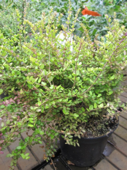 Lonicera nitida Baggesen's Gold - Heckenkirsche Baggesen's Gold - 30-40 cm