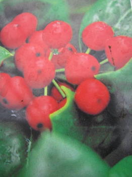 Preview: Ilex cornuta - Chinesische Stechpalme - 40-50 cm