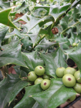 Preview: Ilex cornuta - Chinesische Stechpalme - 40-50 cm