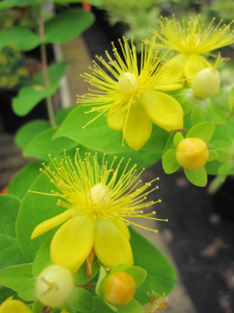 Hypericum inodorum Magical White - Johanniskraut Magical White - Mannsblut - 40-60 cm