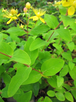 Preview: Hypericum inodorum Magical White - Johanniskraut Magical White - Mannsblut - 40-60 cm
