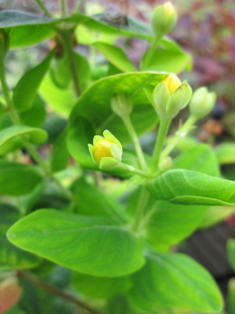 Hypericum inodorum Magical Limelight - Johanniskraut Magical Limelight - 40-60 cm