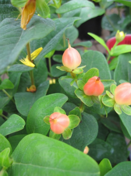 Preview: Hypericum inodorum Magical Pumpkin - Johanniskraut - Mannsblut - 40-60 cm